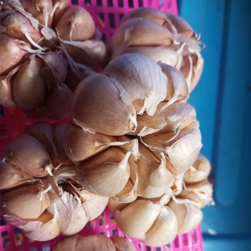 

BAWANG PUTIH SICO 1KG