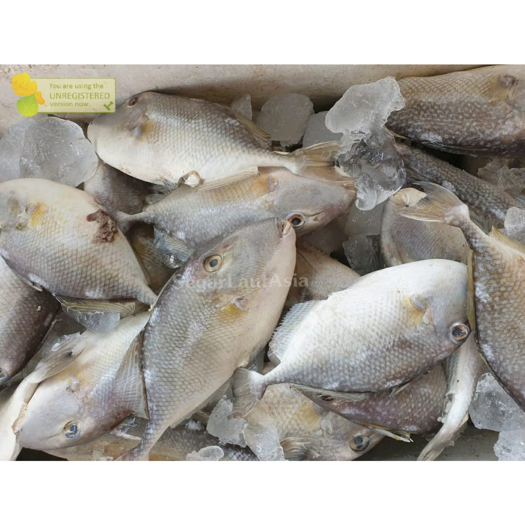 

Ikan Etong Segar Ikan Etong 1Kg Ikan Ayam Ayam