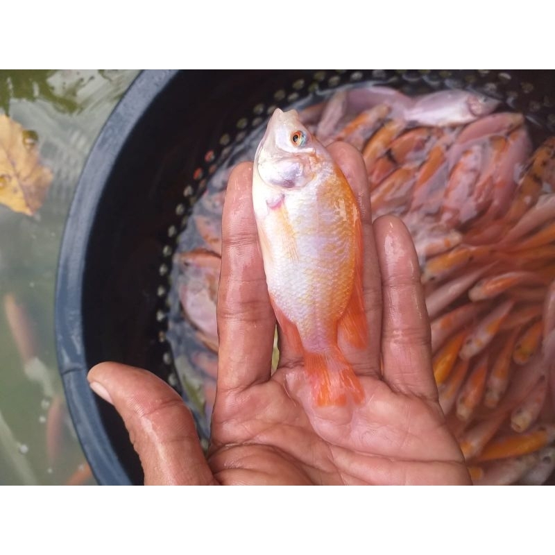 

nila bangkok berkualitas