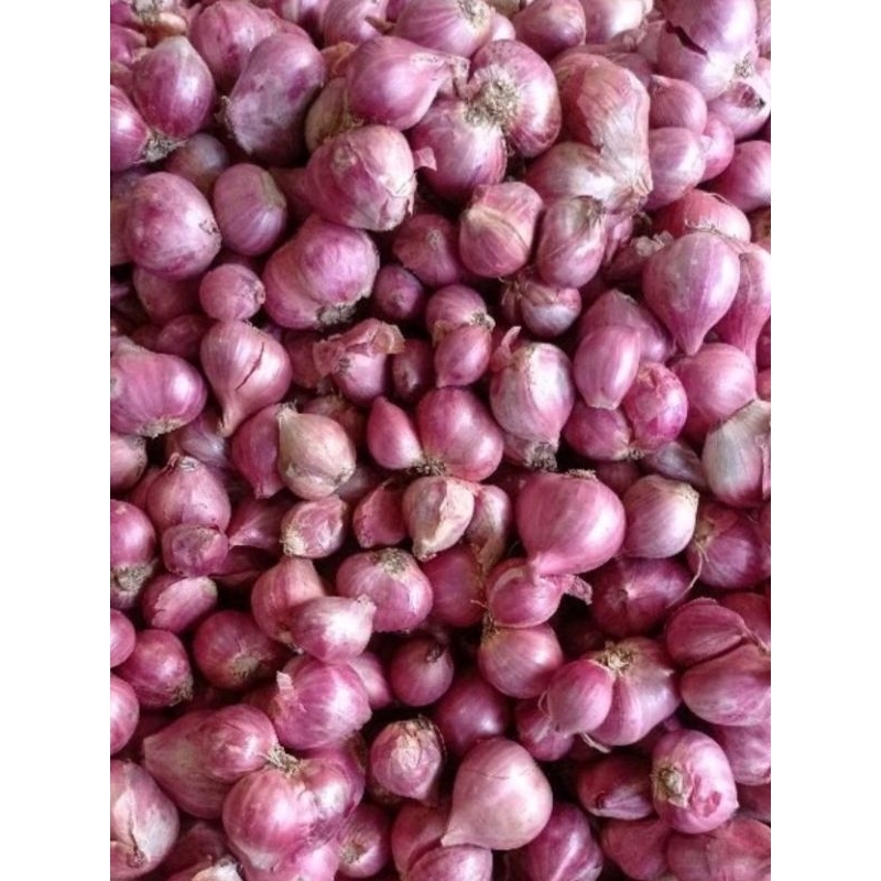 

bawang merah probolingo