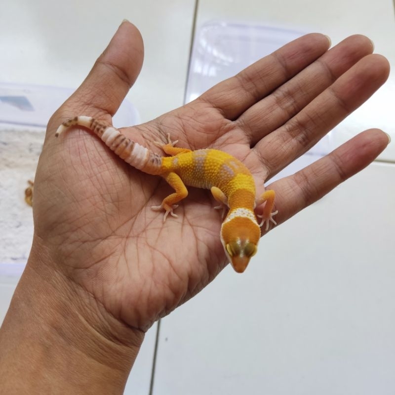 Gecko Sunglow Baby/Juve