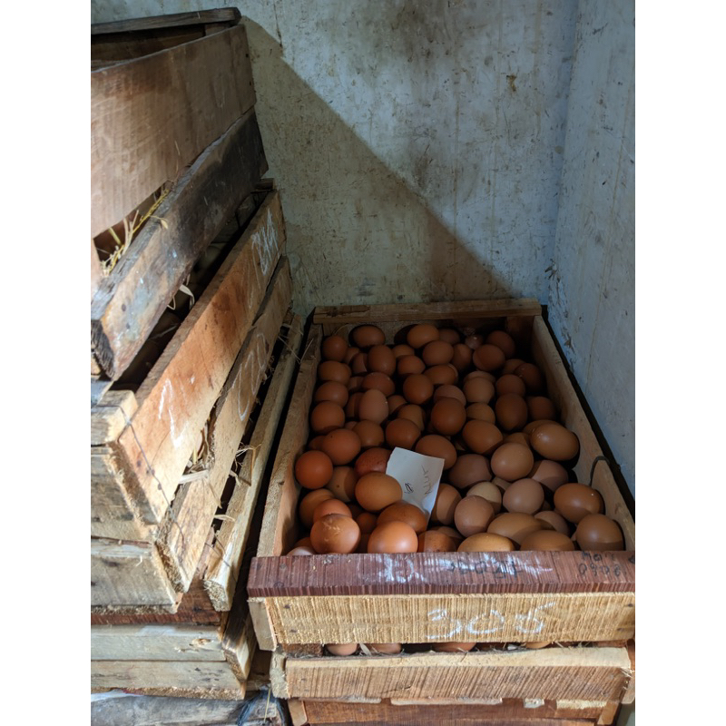 

Telur
