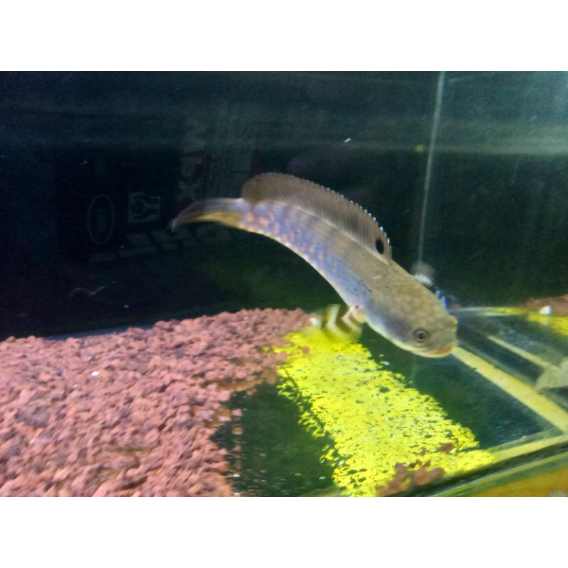 chana blue pulcra