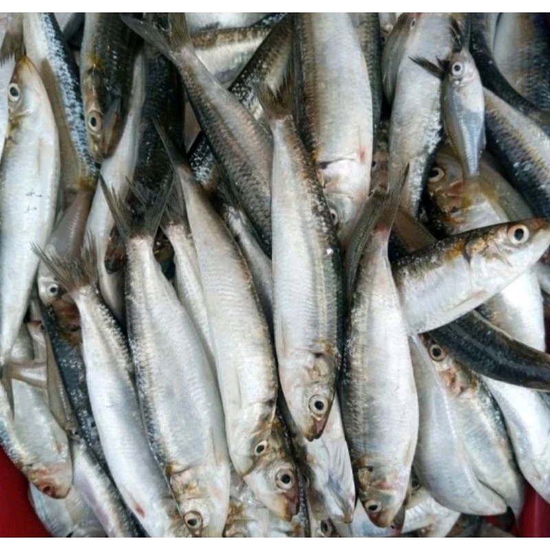 

Ikan Lemuru Krismon fresh segar