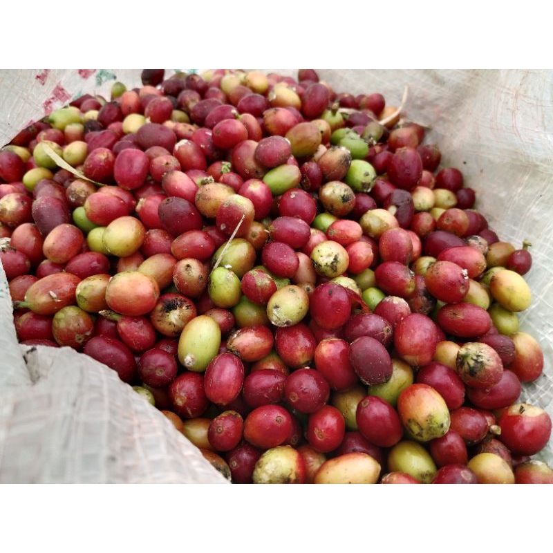 

kopi cery arabika 200 biji