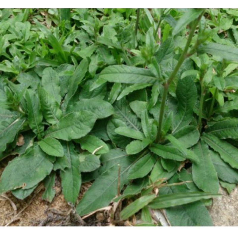 

Daun tapak liman|Daun sawi hutan 500 g