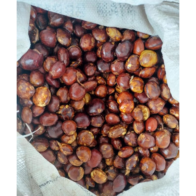 

jengkol tua