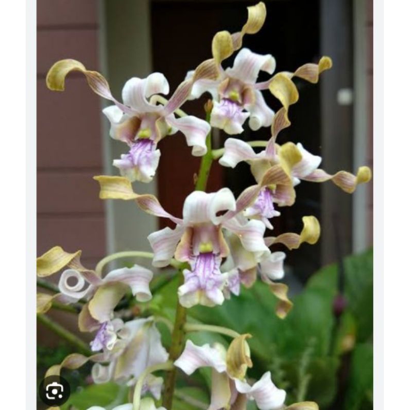 Anggrek Besi Sulawesi(Pseudoconantum)