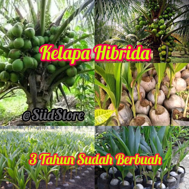 Bibit Kelapa Hibrida Batok Besar