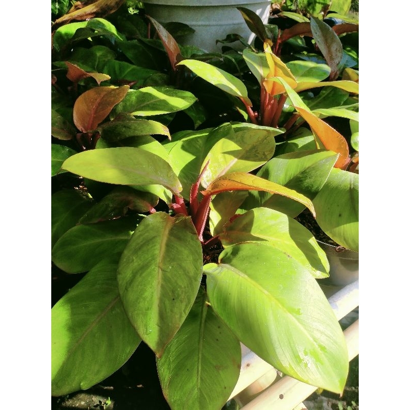Tanaman hias philodendron prince of orange