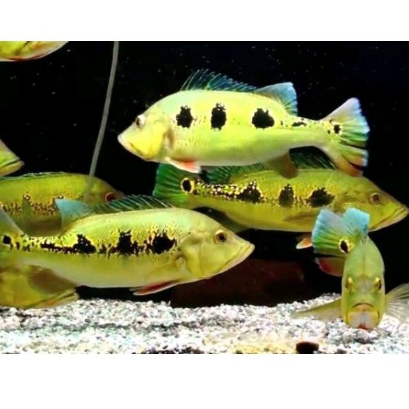 Pbass Mono termurah 5-10cm kebutuhan akuarium