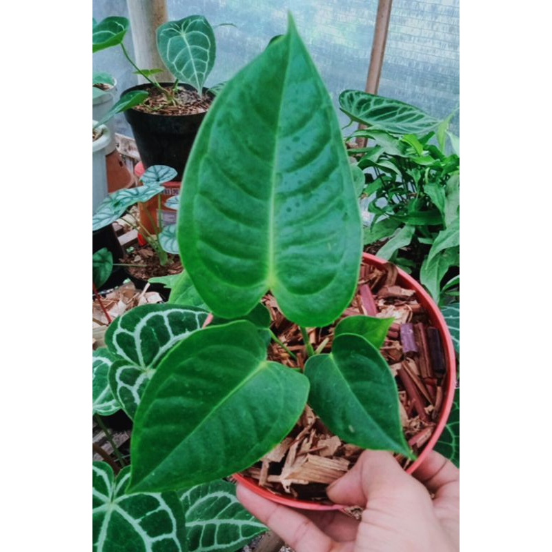 anthurium veitchii