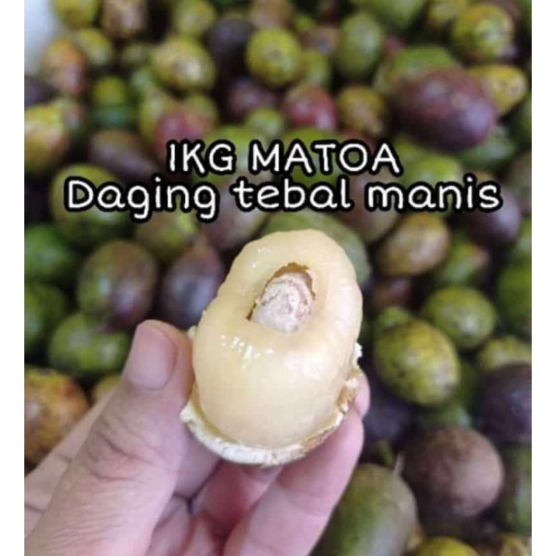 

MATOA DAGING TEBAL MANIS 1KG