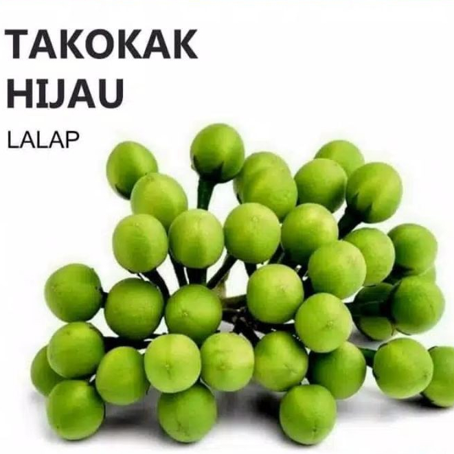 

Buah Takokak, Tekokak Atau Terung Pipit Buah Cepokak atau Takokak / Terong Pokak pipit / buah rimbang / Terung Mini