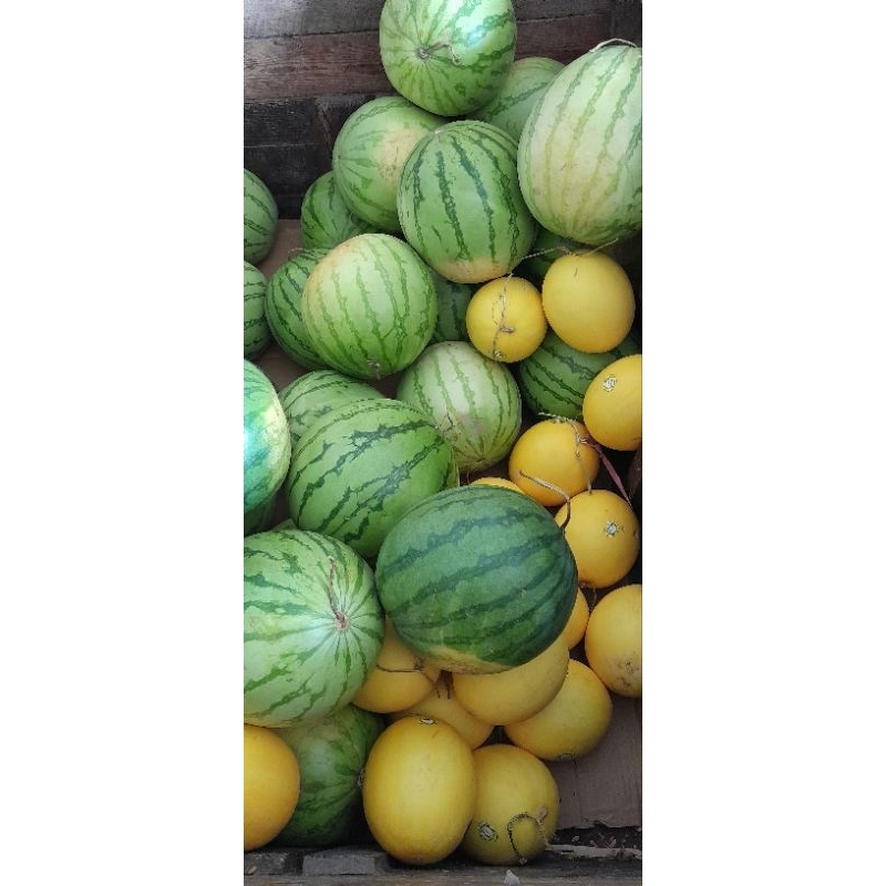 

Semangka Merah non biji 1 buah kurleb 6 kg