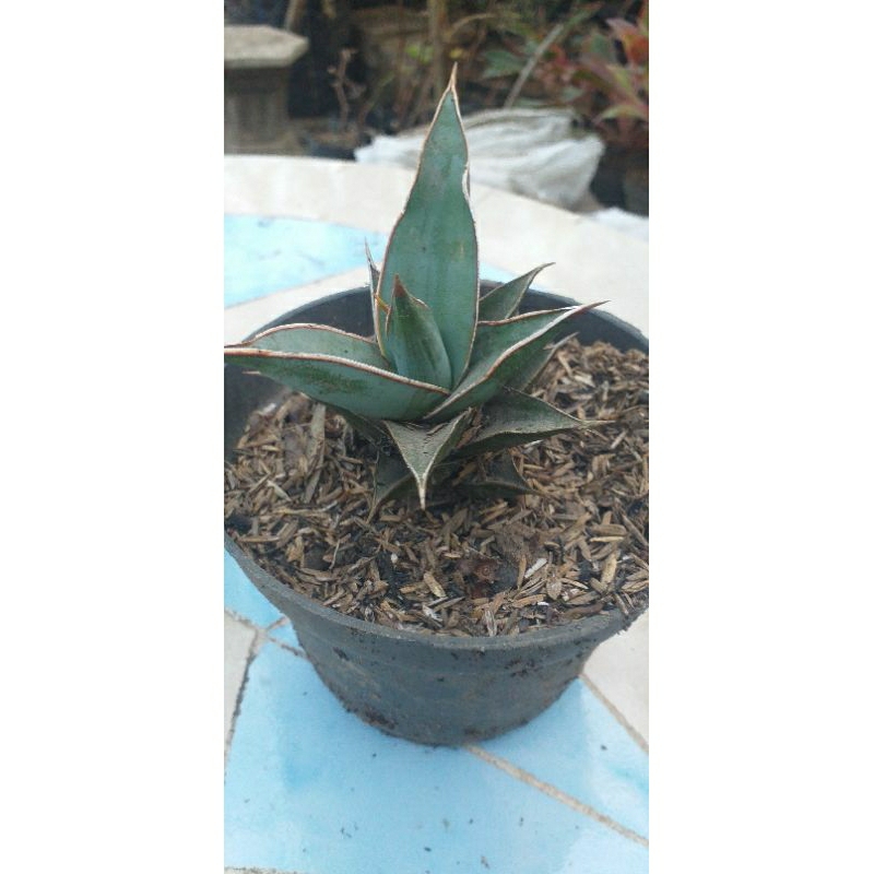 sansivera pinguiculata