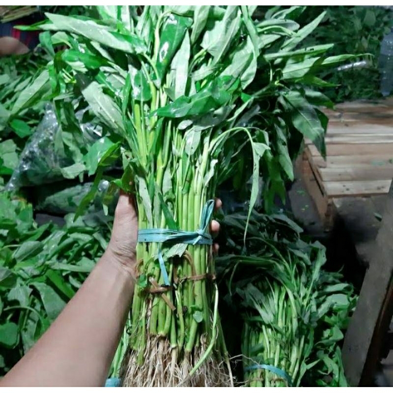 

kangkung segar