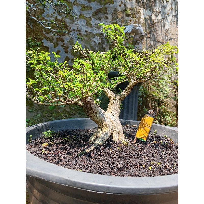 Anput micro prokar bahan prospek