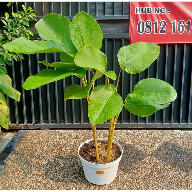 Tanaman hias Calathea pisang Ukuran 1meter Bunga hias Calathea pisang pohon Calathea Luchtea pisang 