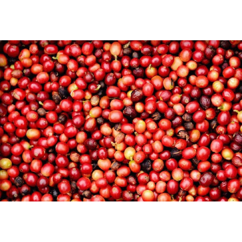 

kopi gayo