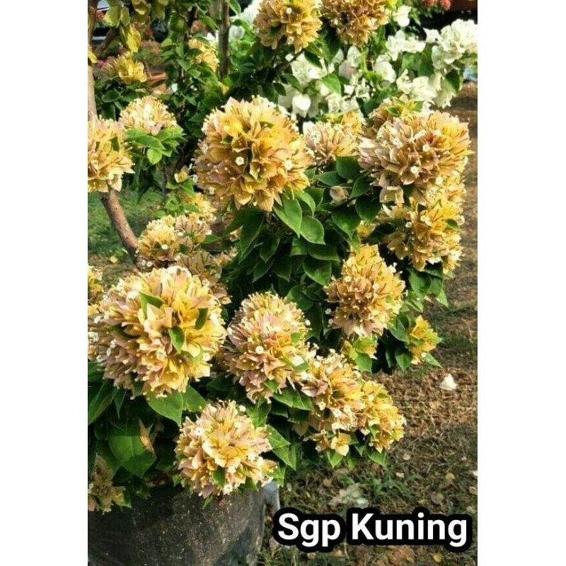 Bougenville Singapore Kuning daun ijo Ori (Bibit)