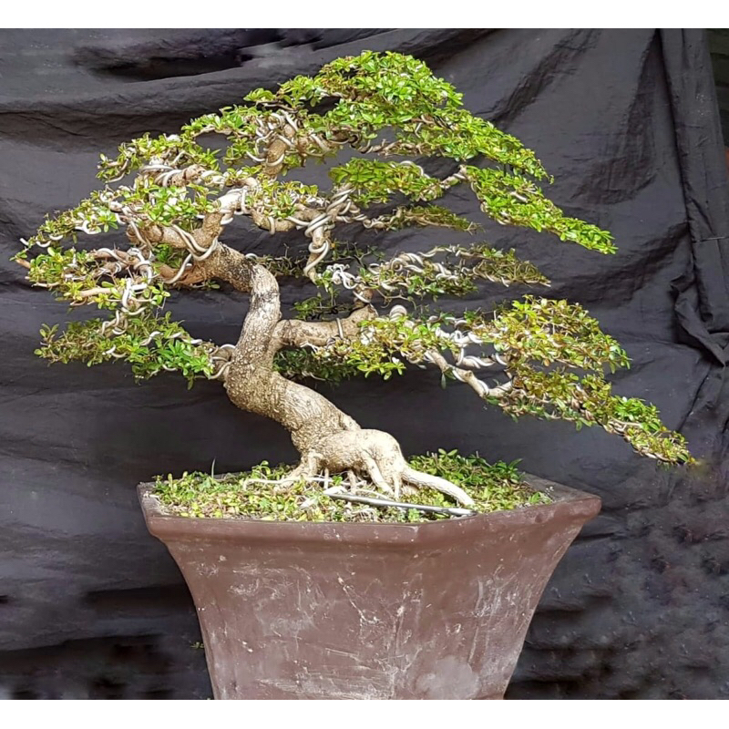 Sold insta Bonsai Buchida/ Black Olive size Medium