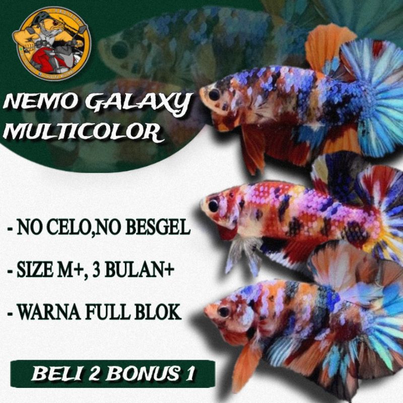 Nemo galaxy multicolor jantan dan betina termurah