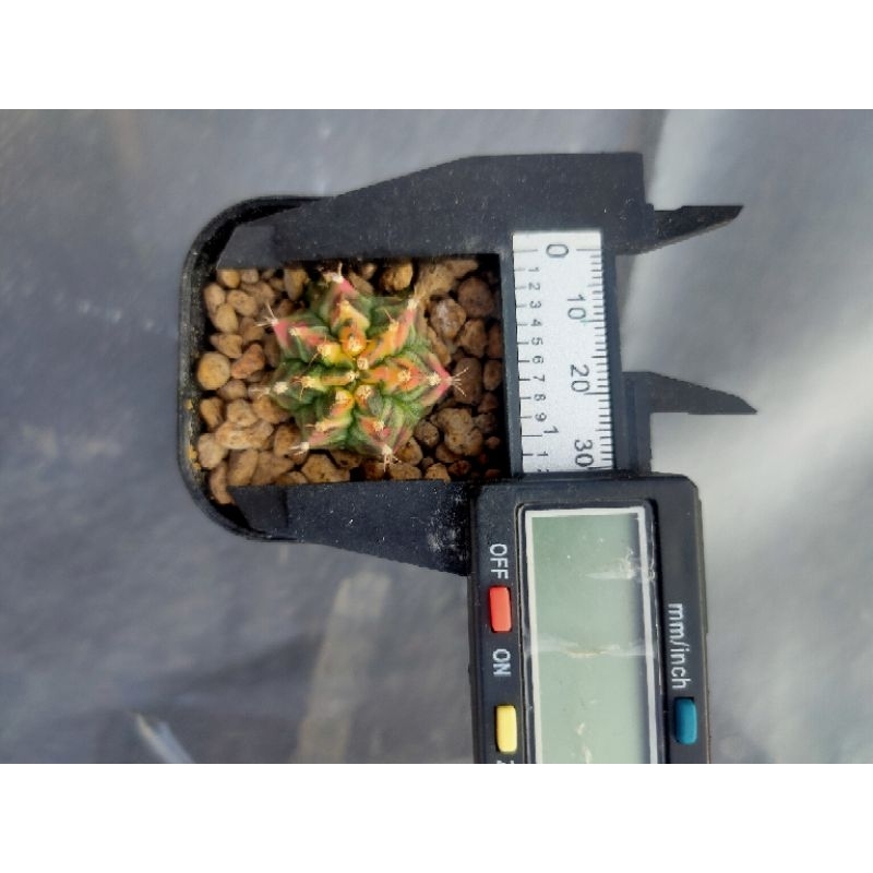 Kaktus Gymnocalycium-Gymno Miha T3115