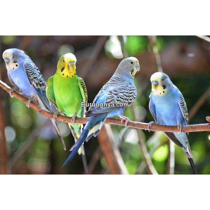 Burung parkit sepasang siap tangkar