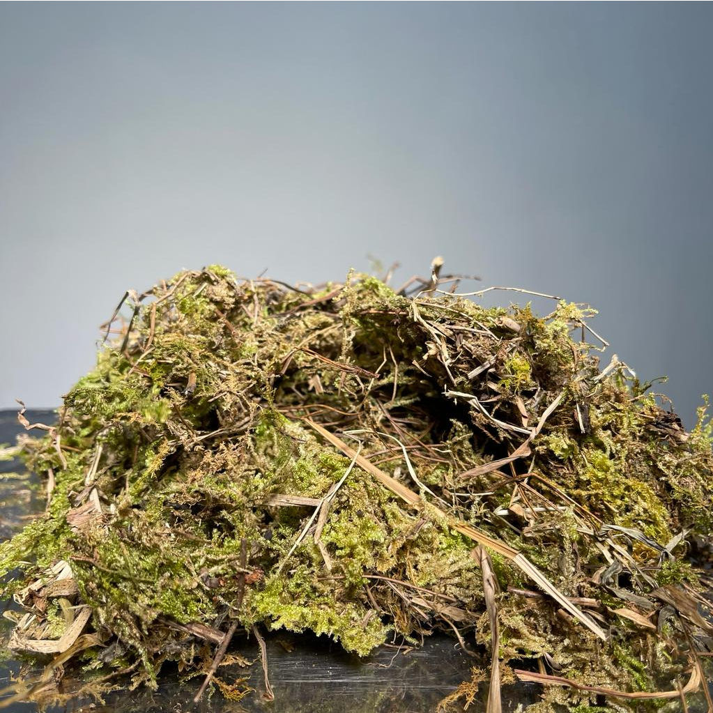 ZAK 2KG MOSS HIJAU media tanam lumut hutan karungan volume 10kg KERING