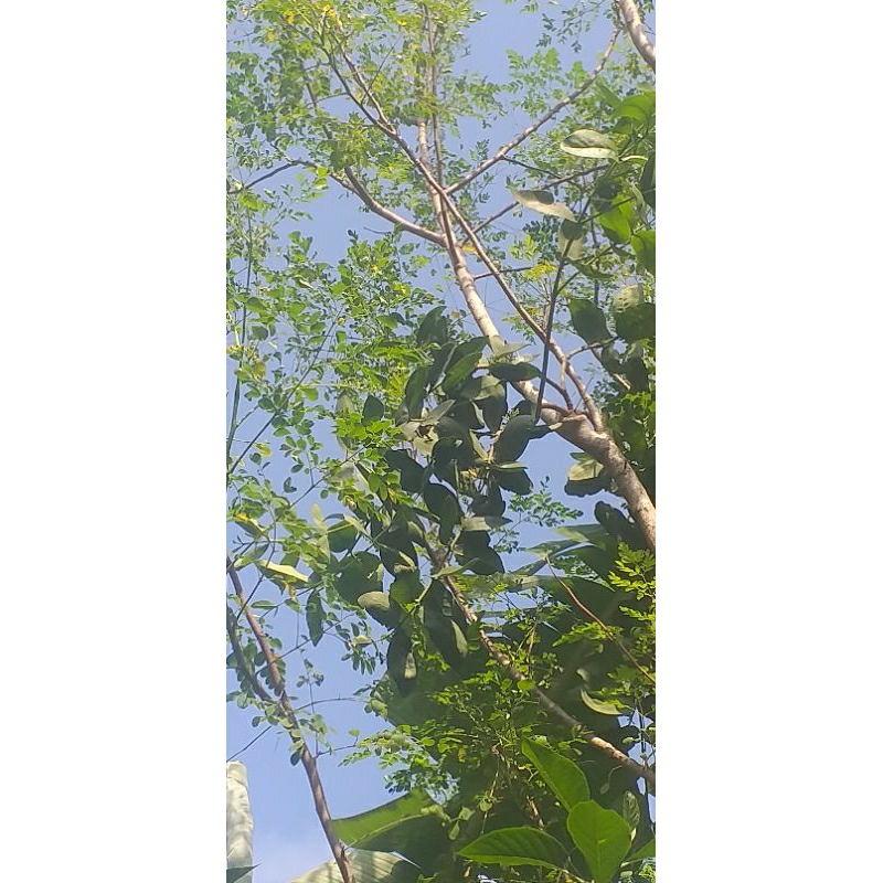 kemladean kelor fresh ori pohon