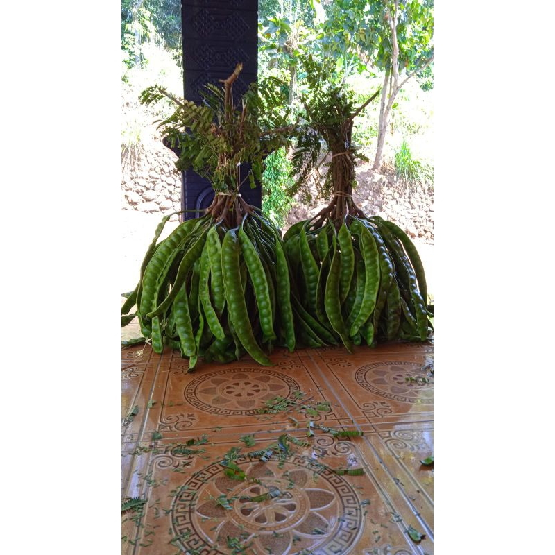 

Petai Asli Jawa Timur