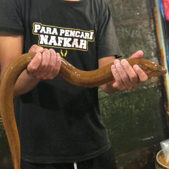

belut besar