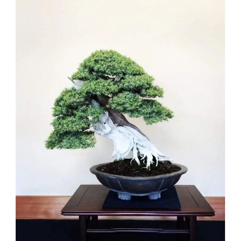 Bonsai Cemara Duri Bonsai Cemara Rigida Juniperus Rigida BAHAN BONSAI BERKARAKTER ORIGINAL