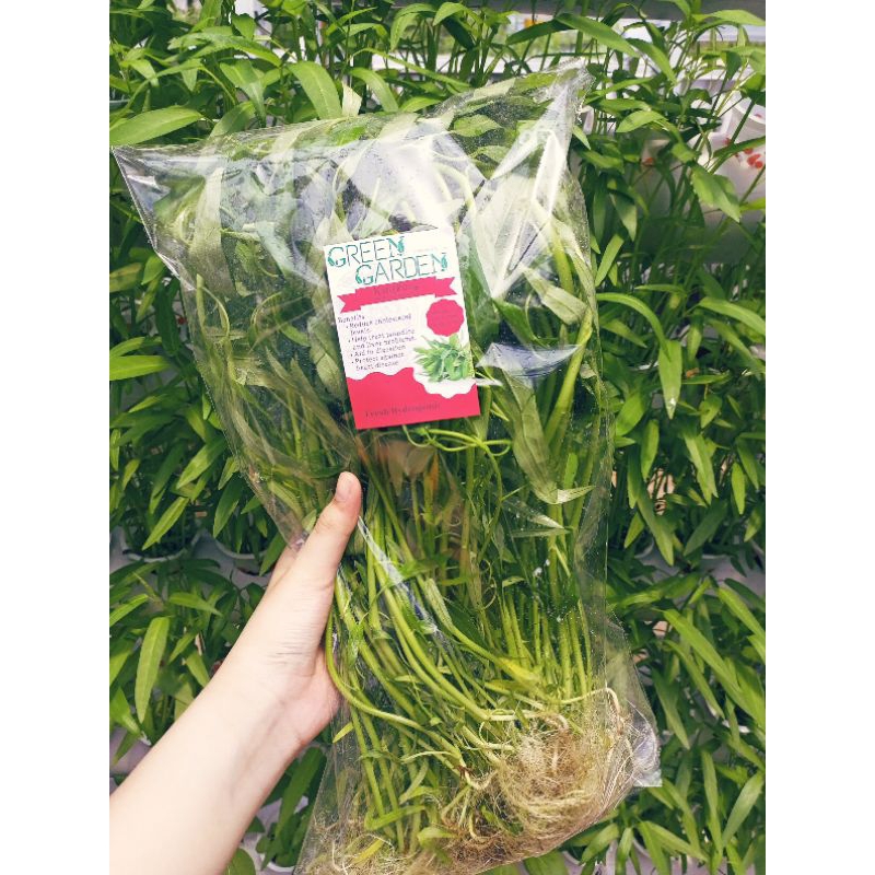 

Kangkung Hidroponik Green Garden | Kangkung Organic | Sayuran Hidroponik