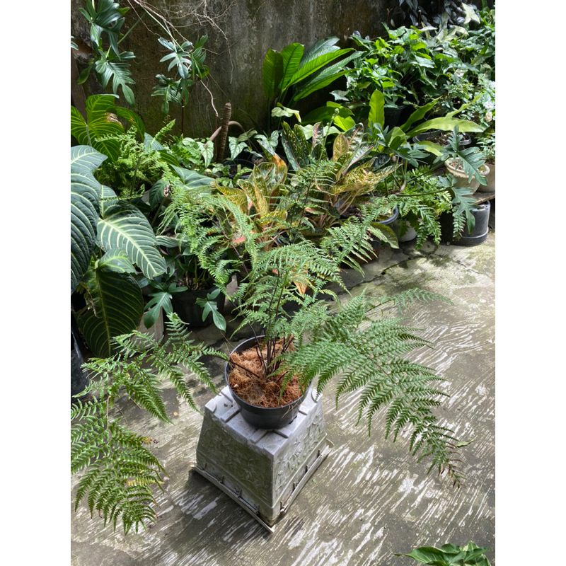 Tanaman hias pakis indoor dan outdoor