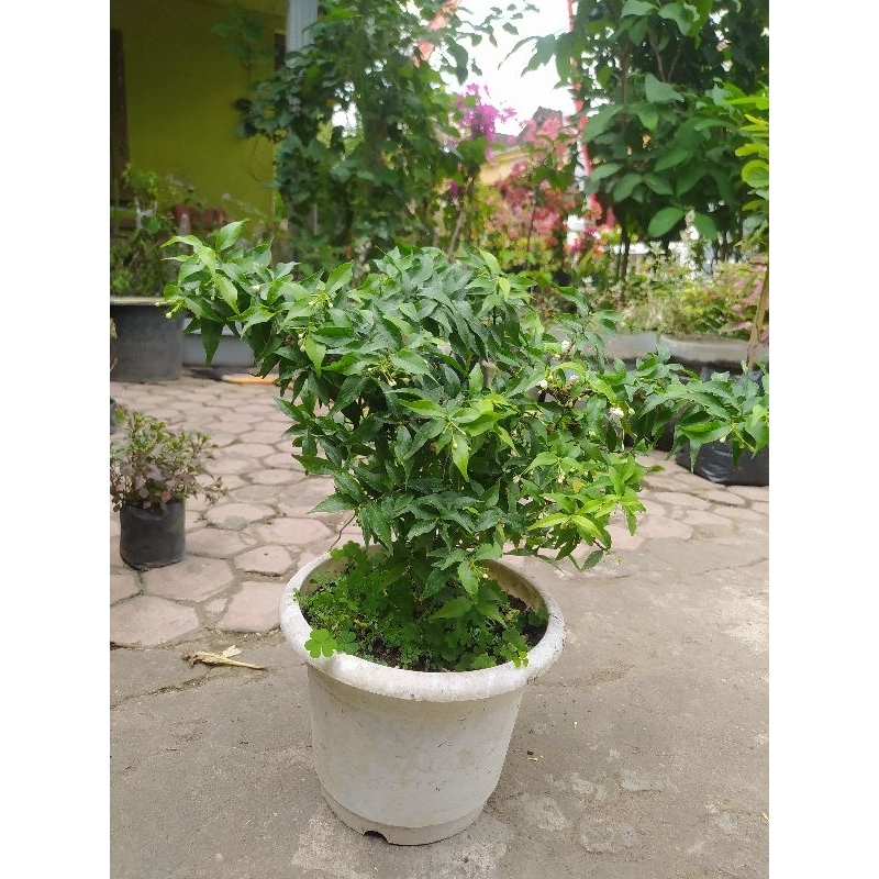 Anting Putri Mikro rimbun