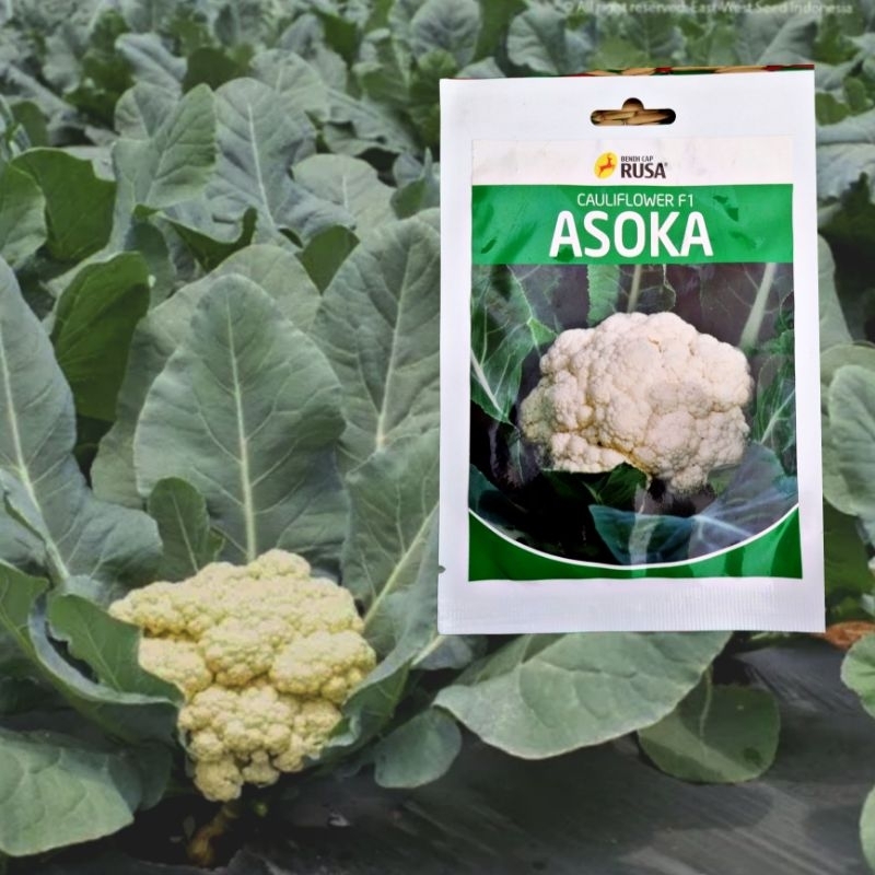 

unga kol asoka / cauliflower F1 / bunga kol tahan hama / tahan jamur / benih kol murah / murah