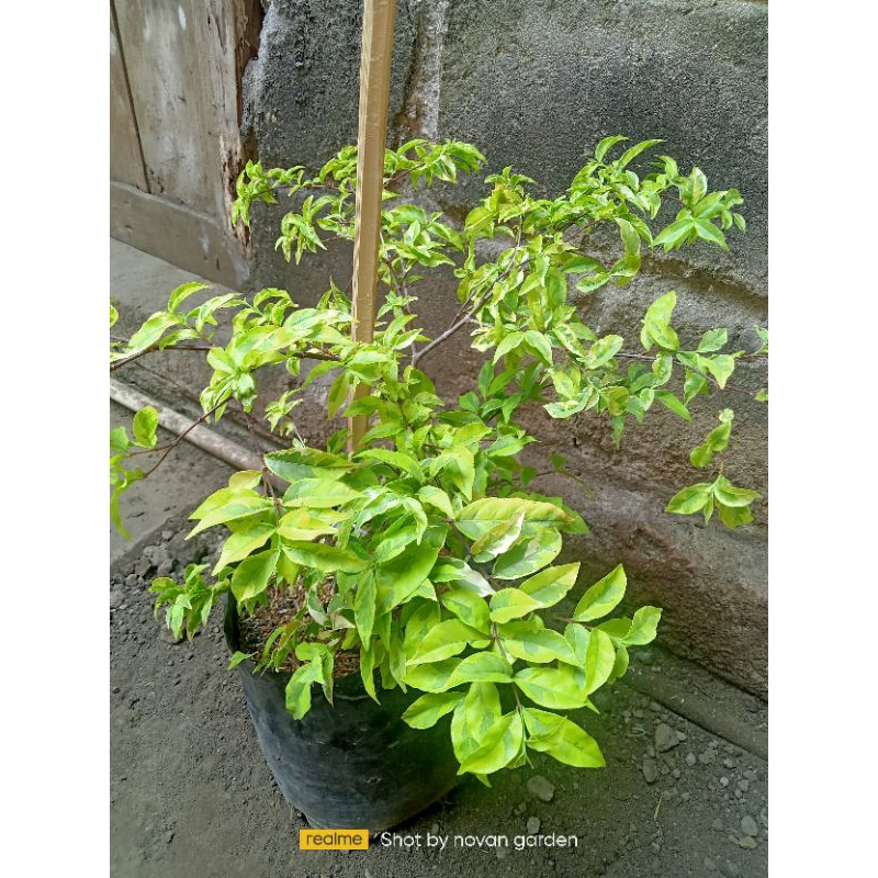 anting putri | anting putri kuning varigata | anting putri varigata | bahan bonsai anting putri | ba