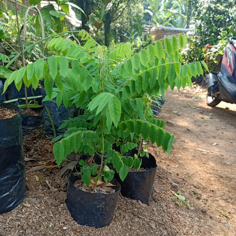Bibit belimbing wuluh - Pohon belimbing wuluh
