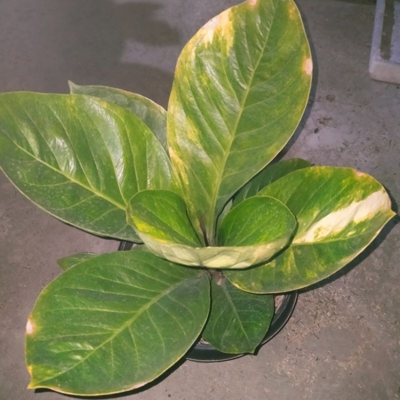 jemani mangkok varigata indukan