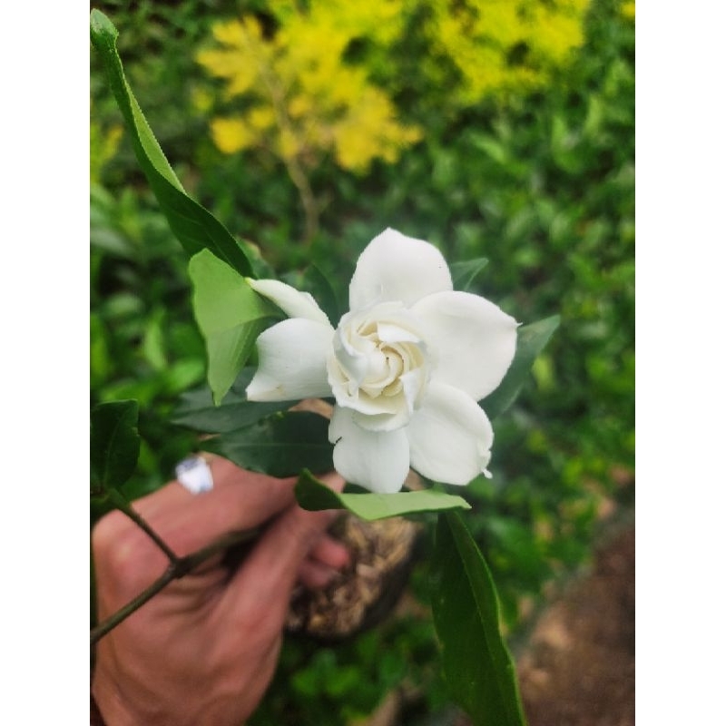 Tanaman kaca piring pohon bunga kaca piring Gardenia bunga wangi