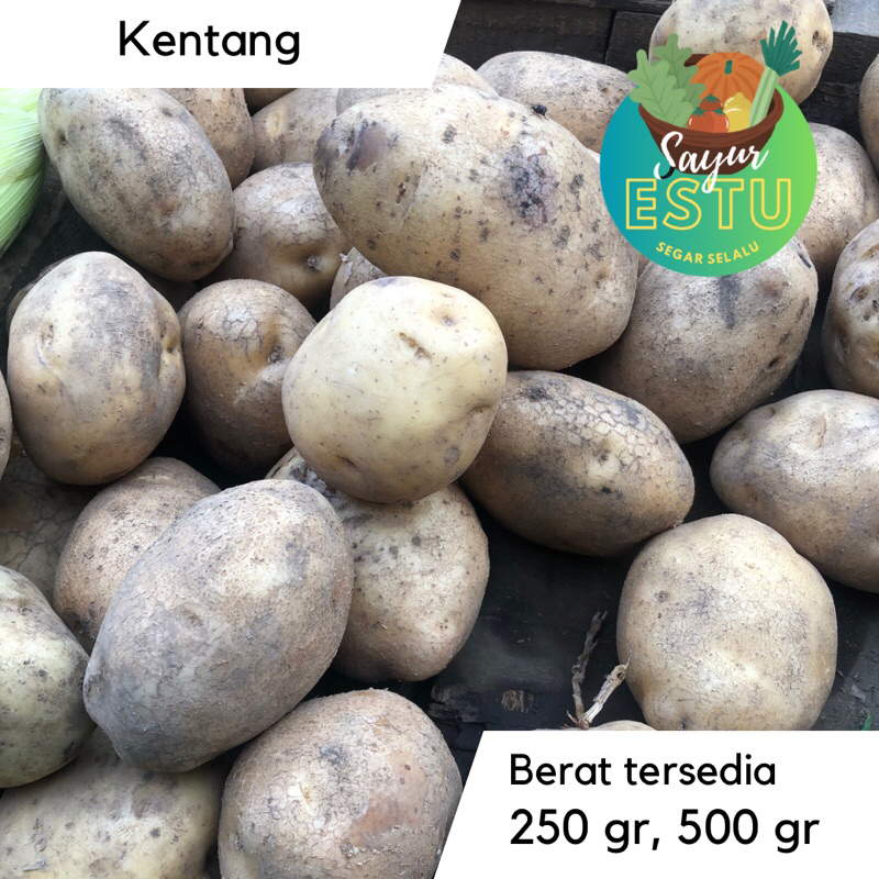 

Kentang (ALL SIZE) [GRATIS ONGKIR]