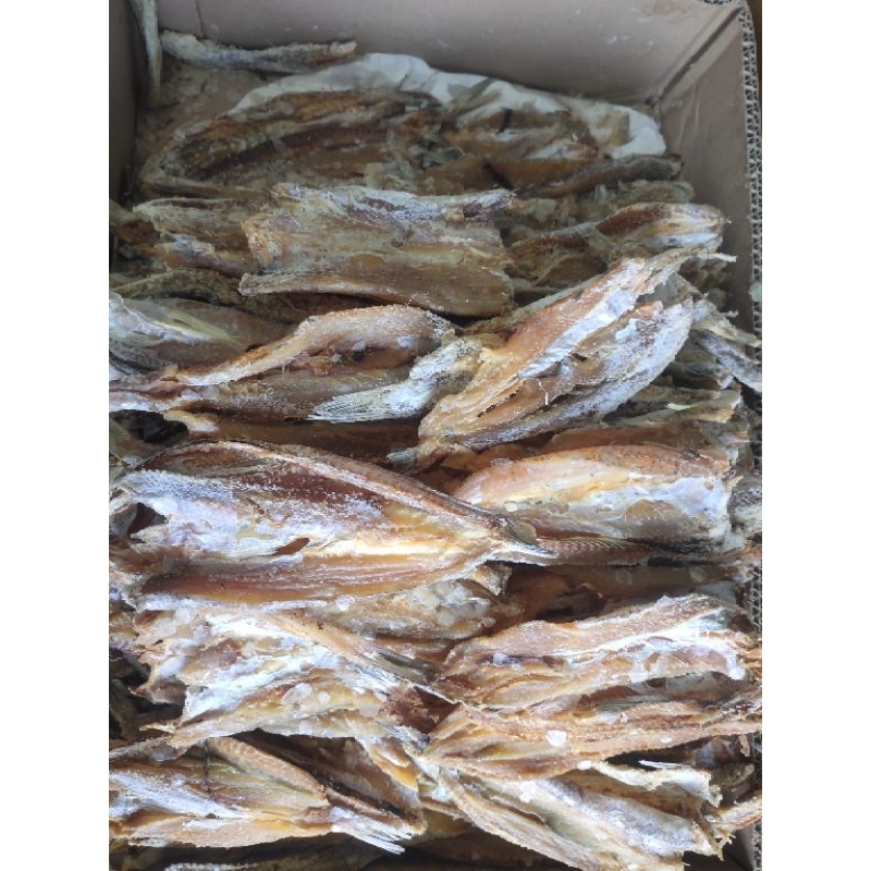 

Ikan Bloso/Gabus laut