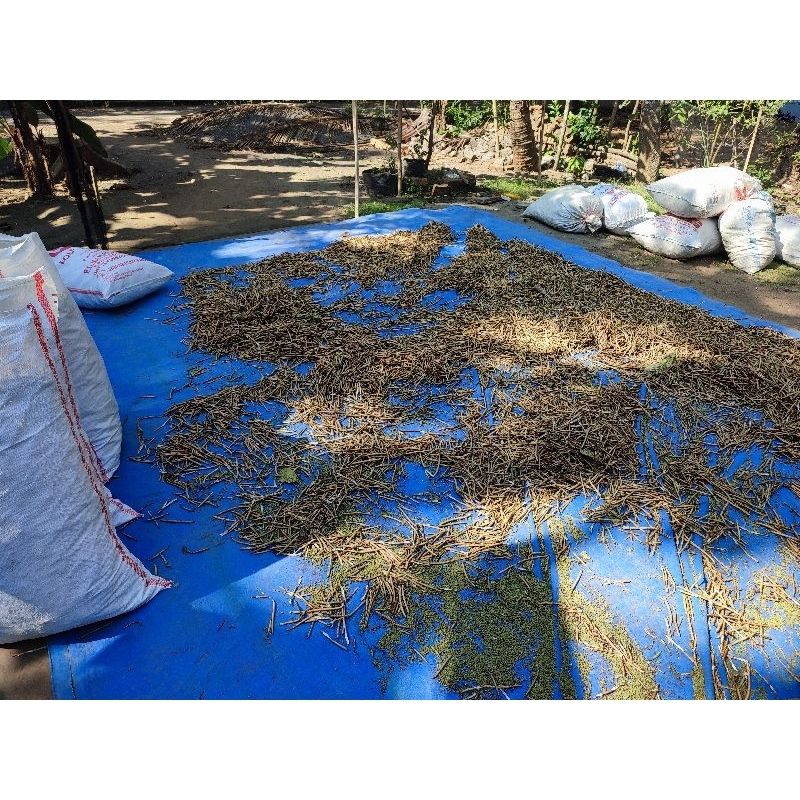 

kacang hijau organik alami setengah kilo