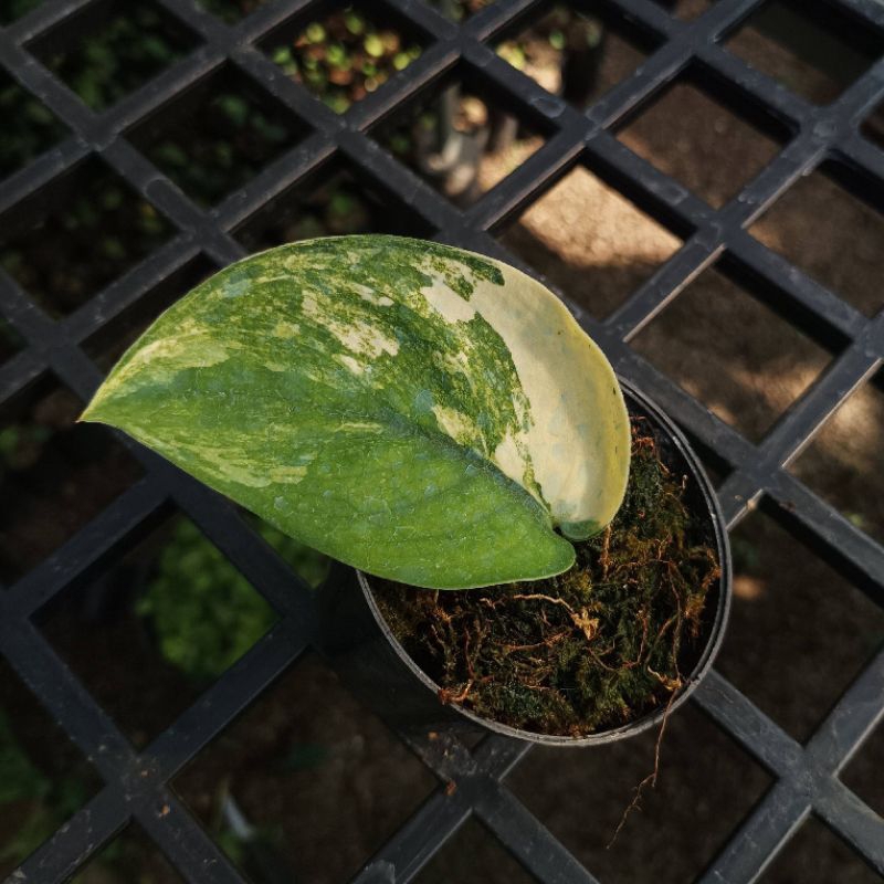 Scindapsus Jade Satin Variegata - Tanaman Hias Koleksi
