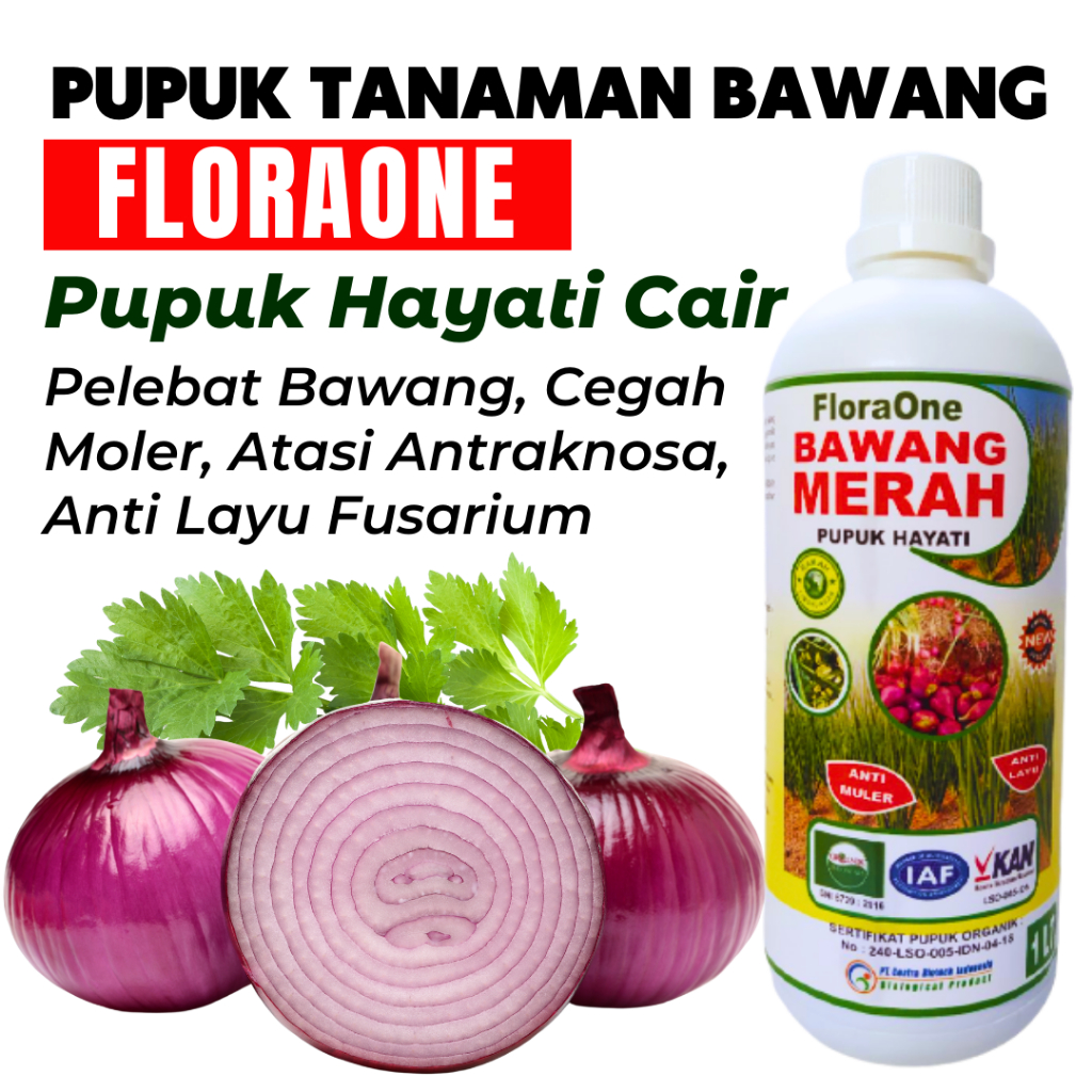Pupuk Bawang Merah Kerdil, Obat Lodoh Tanaman Bawang Merah
