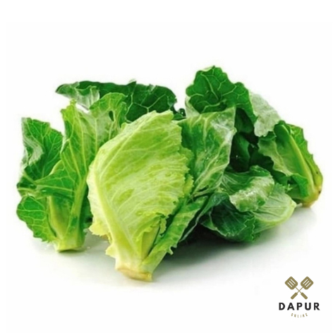 

Tunas Kol / Tunas Kubis [Mutu Terjamin]