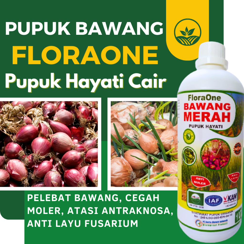 Pupuk Bawang Merah Yang Bagus, Obat  Daun Menguning Tanaman Bawang
