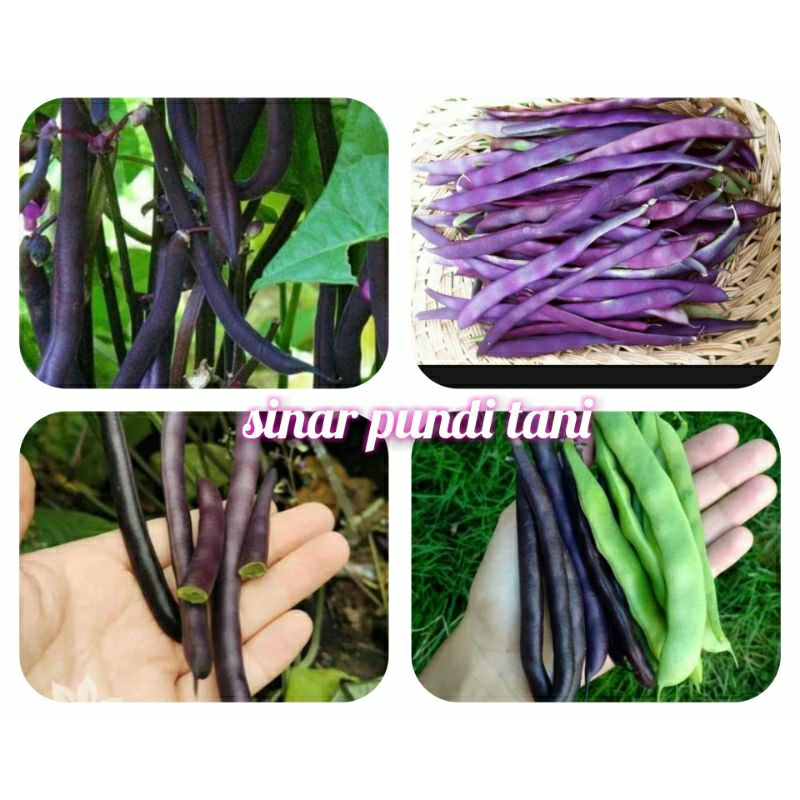 BIJI BENIH BUNCIS UNGU - ISI 5 BUTIR